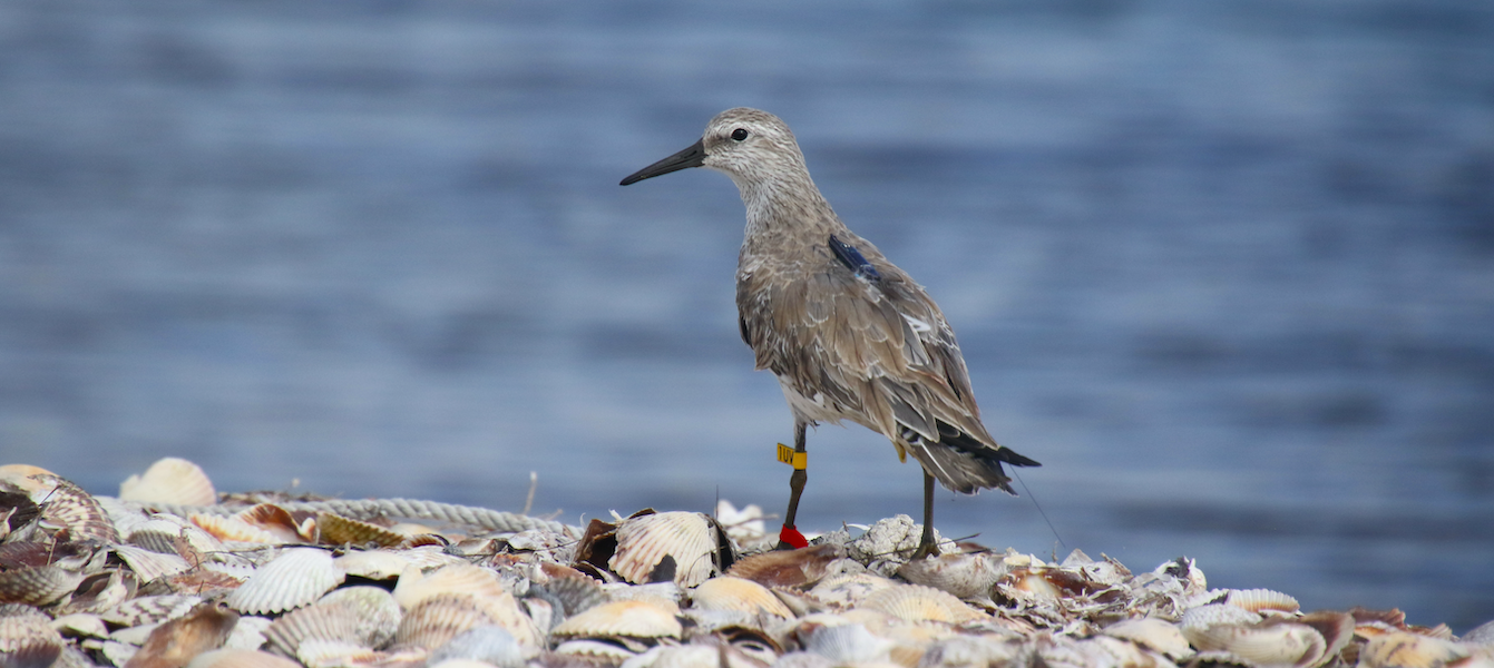 Un playero rojizo (Calidris canutus roselaari) marcado con un radiotransmisor Motus en Guerrero Negro. Foto: Cortesía Julián García Walther