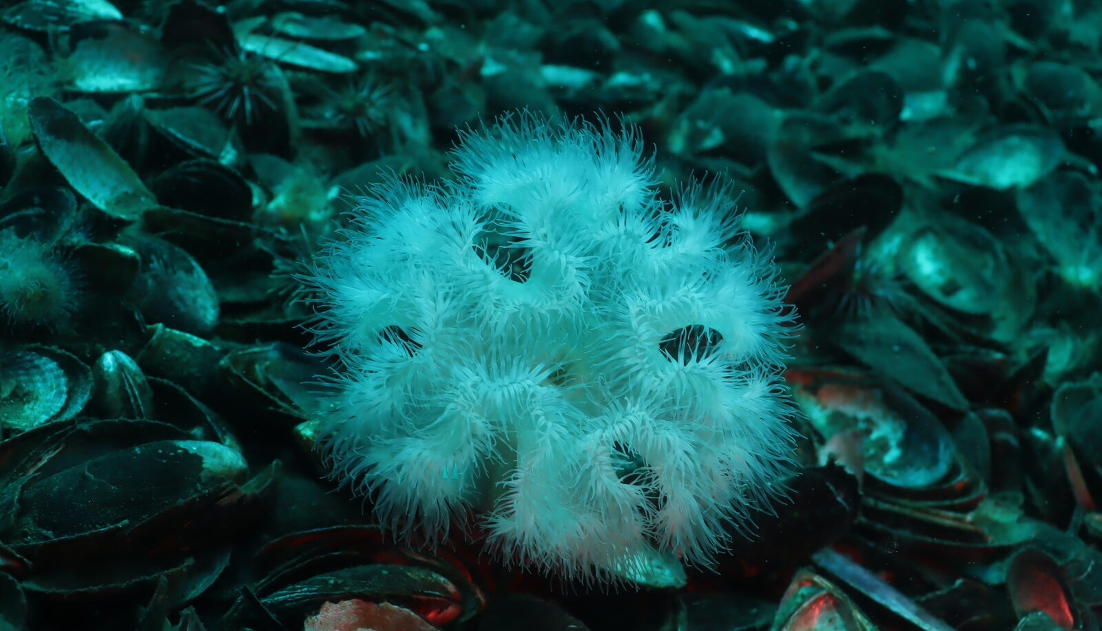 La anémona plumosa contrasta con el fondo de moluscos oscuros.