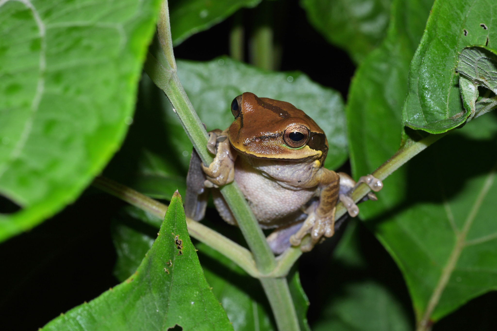 una rana arborícola enmascarada (Smilisca phaeota), en el Chocó ecuatoriano. Foto: cortesía Nico Blüthgen