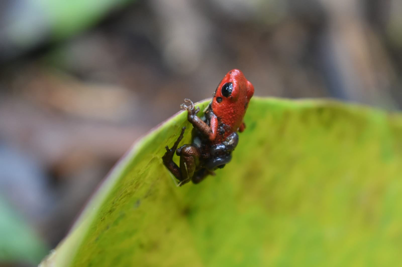 En la Reserva se han encontrado varios ejemplares de la rana venenosa de Santander, Andinobates Virolinensis, especie endémica de la región en situación de vulnerabilidad a la extinción por cuenta del tráfico ilegal y la destrucción de su hábitat por la ganadería. Foto: Cortesía Caminantr3s