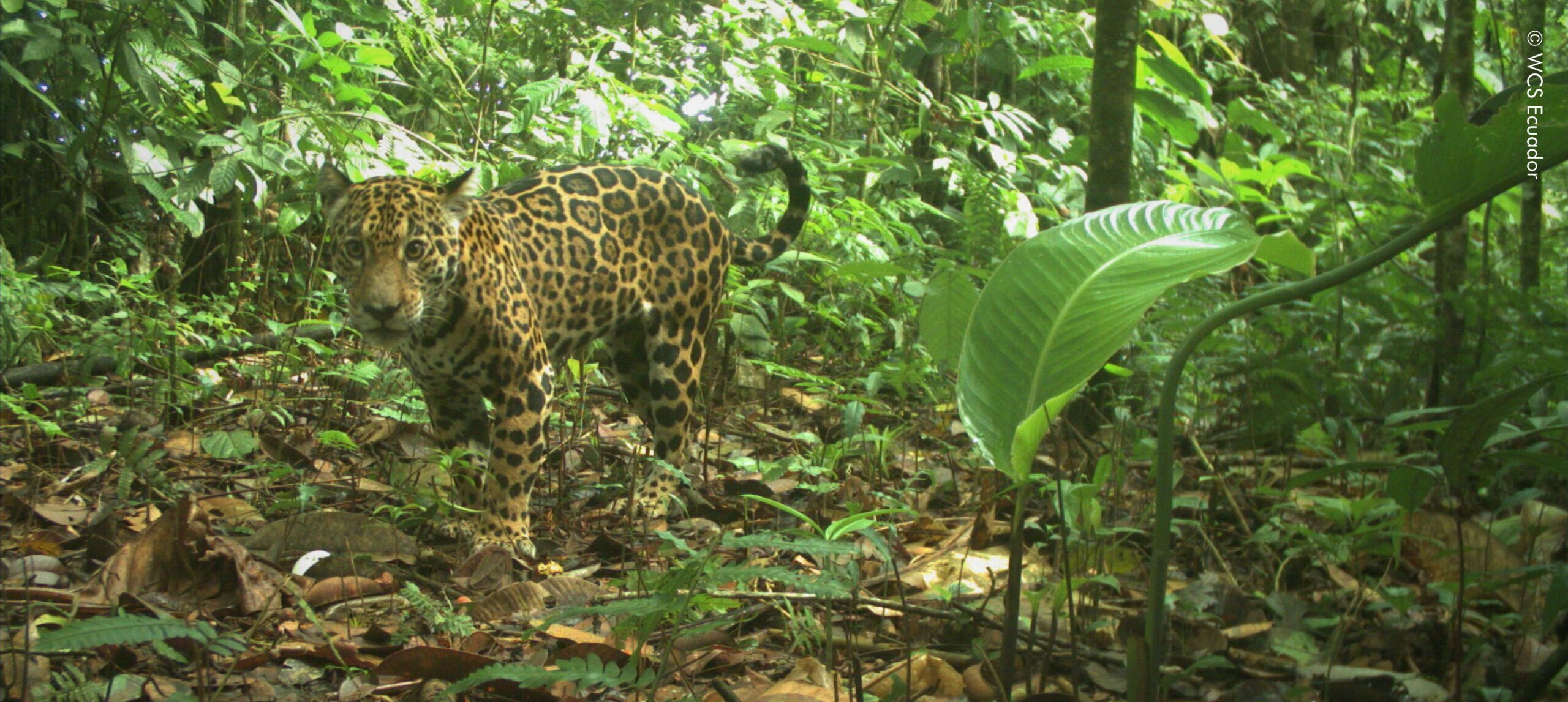 Un monitoreo realizado por Wildlife Conservation Society (WCS) Ecuador en 2024 reveló que hay solo 0,5 jaguares por cada 100 km² en la costa ecuatoriana. Se estima que la población en esta región no supera los 30 individuos. Foto: Cortesía WCS Ecuador