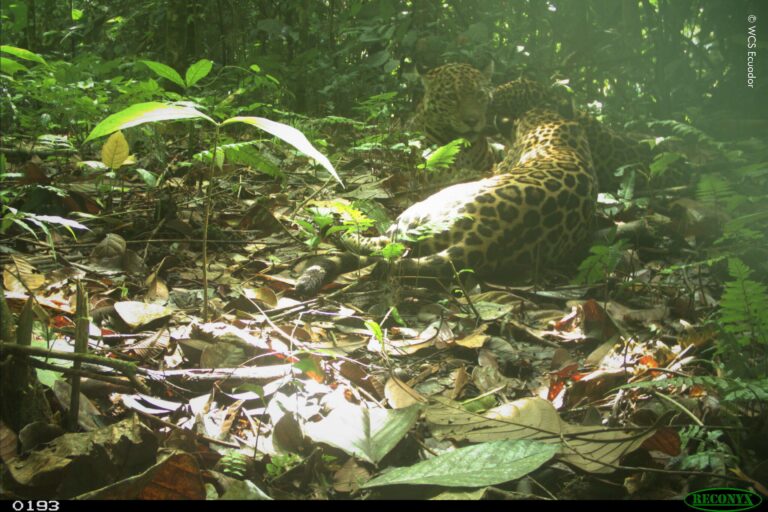 En el último monitoreo del jaguar se registraron amenazas para la especie como la pérdida y deforestación del hábitat por la agricultura, la ganadería, la tala de madera y la minería ilegal. Foto: WCS Ecuador