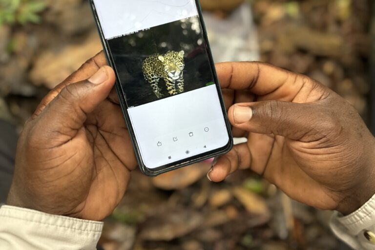 El monitoreo del jaguar tomó alrededor de cinco meses y se obtuvieron cerca de 12 500 fotografías con las cámaras trampa. Foto: Isabel Alarcón