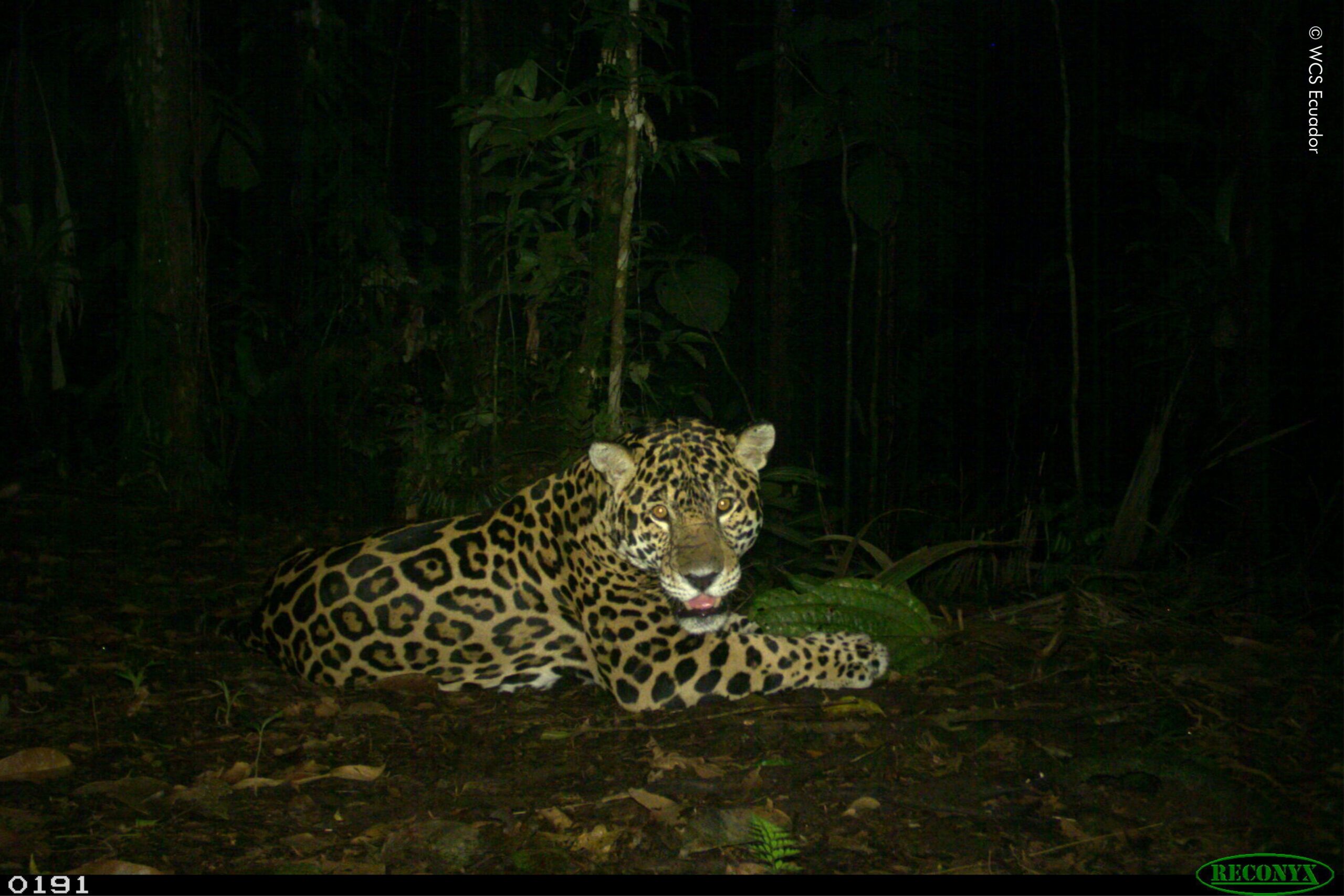A través de cámaras trampa se lograron imágenes de 13 jaguares en la provincia costera de Esmeraldas. El Parque Nacional Cotacachi-Cayapas y sus alrededores son áreas cruciales para la especie. Foto: Cortesía WCS Ecuador