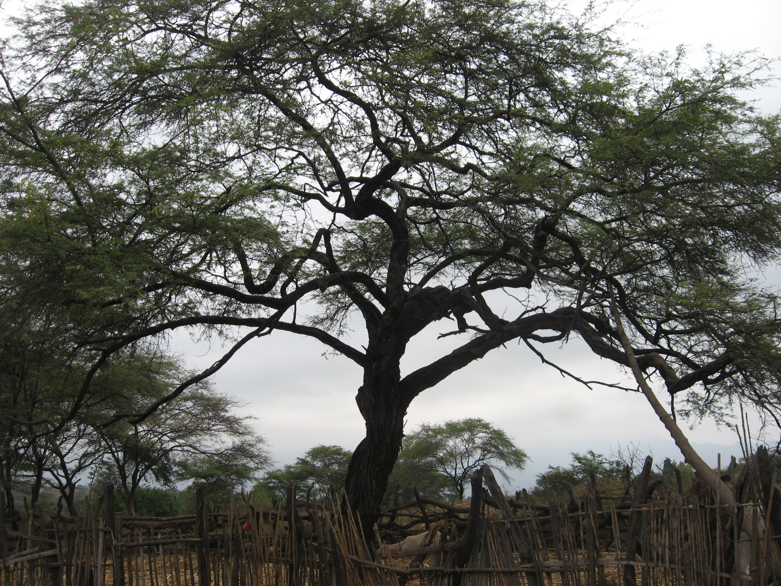 El algarrobo, árbol emblema de los bosques secos, fue talado durante décadas para aprovechamiento maderable y la fabricación de carbón. Producto de ello, esta especie actualmente se encuentra en estado crítico. Foto: cortesía Patricia Medina