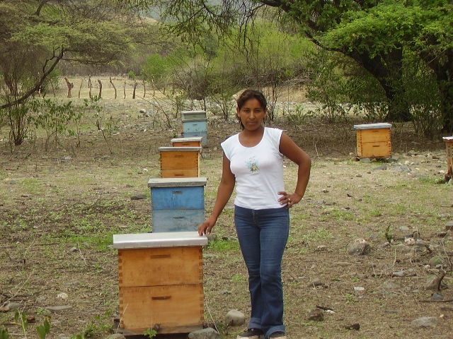 El proyecto arrancó con 20 colmenas y hoy cuentan con 600 unidades. Cada colmena produce un promedio de 30 kilos de miel en una buena temporada de floración. Foto: cortesía Asprobos