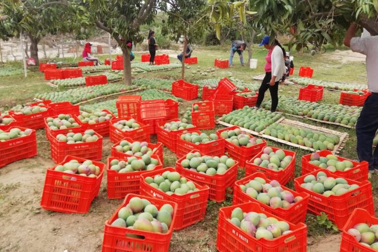 En Tongorrape también se extendió la producción de mango. Se dejaron cultivos temporales como el maíz y leguminosas, para generar mayores beneficios económicos a través del mango. Foto: cortesía Asprobos