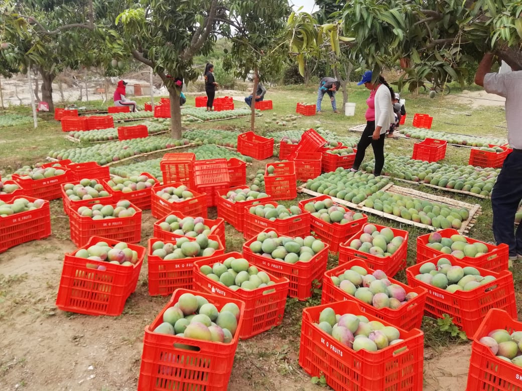 En Tongorrape también se extendió la producción de mango. Se dejaron cultivos temporales como el maíz y leguminosas, para generar mayores beneficios económicos a través del mango. Foto: cortesía Asprobos