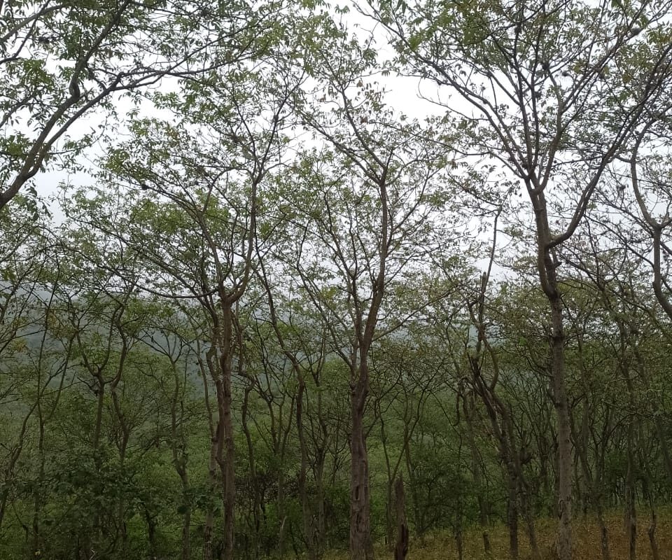 Dos décadas atrás, se sembraron árboles de especies nativas en diversas zonas degradadas de Choloque. A la fecha, el paisaje ha recuperado en gran parte su cobertura vegetal. Foto: cortesía José Orellano