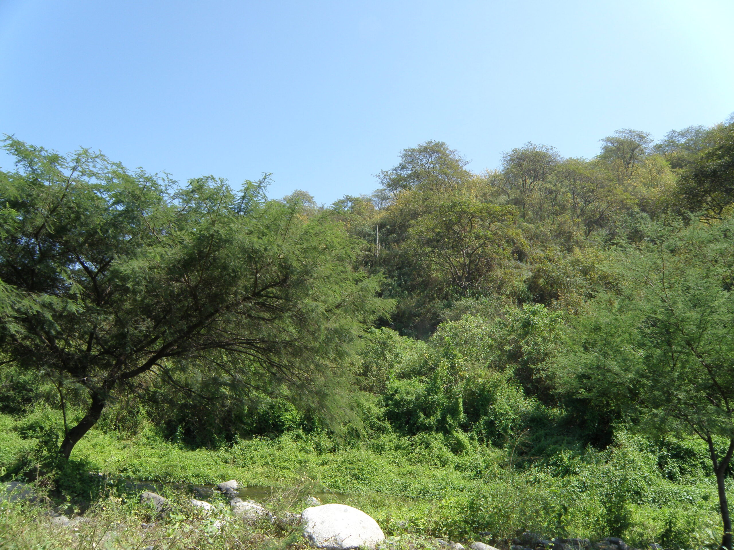 En los bosques del caserío de Choloque crecen plantas nativas como el algarrobo, faique, palo verde, charán, zapote, entre otros. Foto: cortesía Patricia Medina