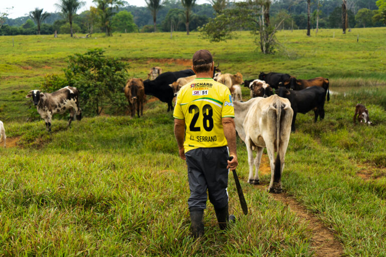Un campesino del departamento Caquetá, cerca del PNN Chiribiquete, cuenta que tiene casi cien vacas en su finca, pero que más del 95% están en modalidad de “avalúo”. Fue la forma que encontró para empezar a trabajar la tierra, ahorrar y conseguir sus propios animales. Foto: Kamila Moreno