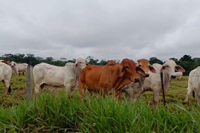 Ganado en la vía entre Calamar y Miraflores, en el departamento de Guaviare. La ganadería se ha convertido en uno de los principales motores de la deforestación en la Amazonía. Foto César Molinares