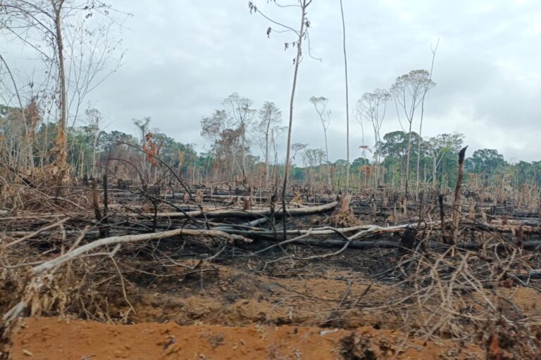 Fragmentos de selva quemada al márgen de la vía Calamar-Miraflores. Foto: César Molinares