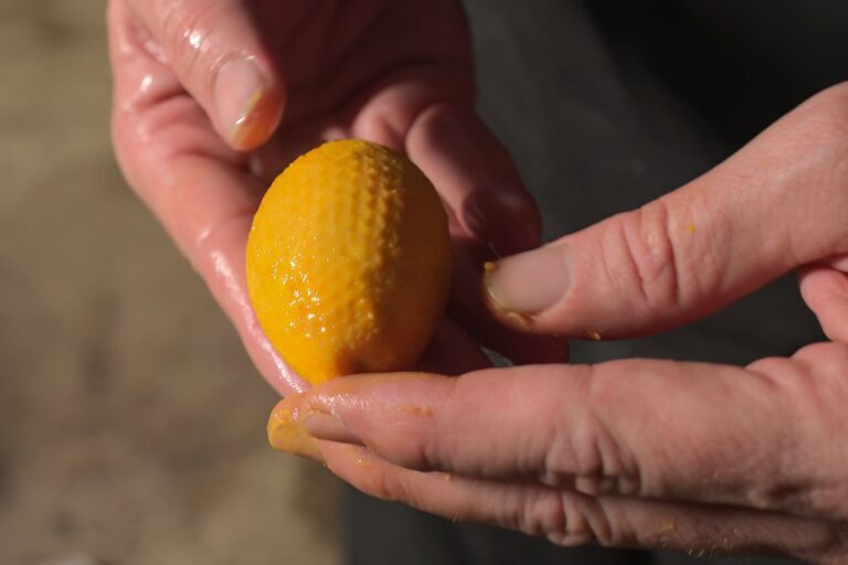 La Fundación Pachamama ha acompañado a las comunidades de Arajuno en la producción, extracción y exportación de la pulpa de morete. Foto: cortesía Pablo Balarezo, Fundación Pachamama