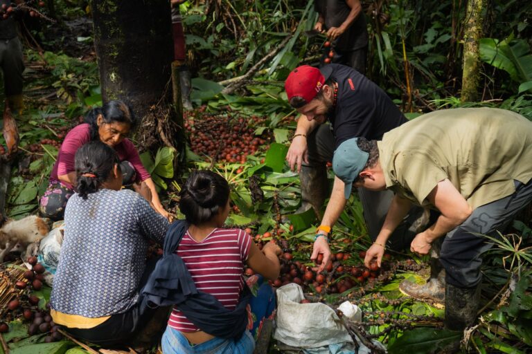 Para la cosecha del morete no se necesita talar ni una sola palma, se realiza mediante este tipo de escalada. Foto: cortesía Pablo Balarezo, Fundación Pachamama
