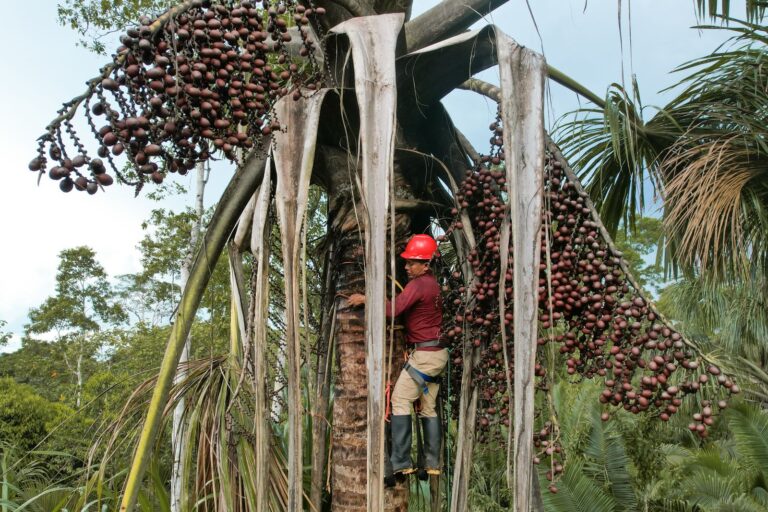 Para la cosecha del morete no se necesita talar ni una sola palma, se realiza mediante este tipo de escalada. Foto: cortesía Pablo Balarezo, Fundación Pachamama