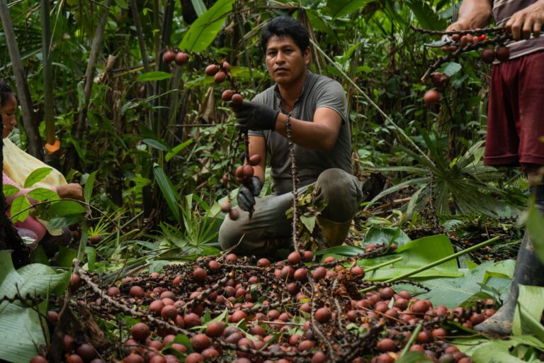 La cosecha de morete ha representado un importante medio de sustento para dos comunidades waoranis y cuatro kichwas de la provincia de Pastaza. Foto: cortesía Pablo Balarezo, Fundación Pachamama