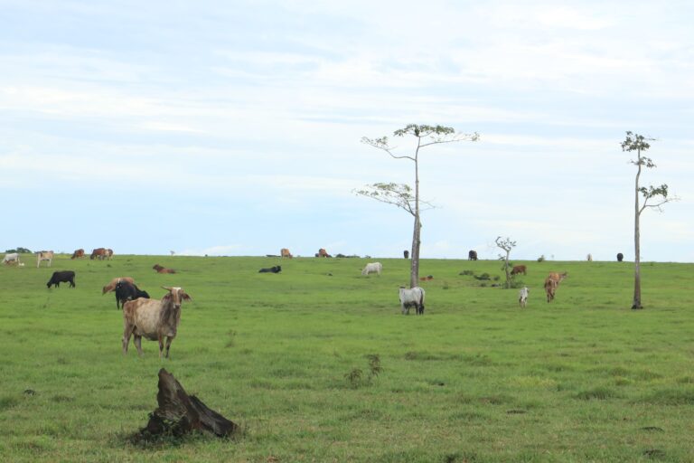 La vía Marginal de la Selva está rodeada de grandes pastizales con ganado y pequeños bosques que aún resisten. Foto: Yuri Andrea Polania - Voces del Pato