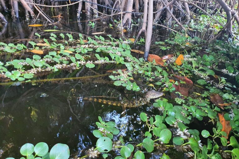 Se estima que hay alrededor de 300 especies —entre plantas, manglares y animales— que se pueden encontrar en el Refugio de Vida Silvestre Cuero y Salado. Foto: FUCSA