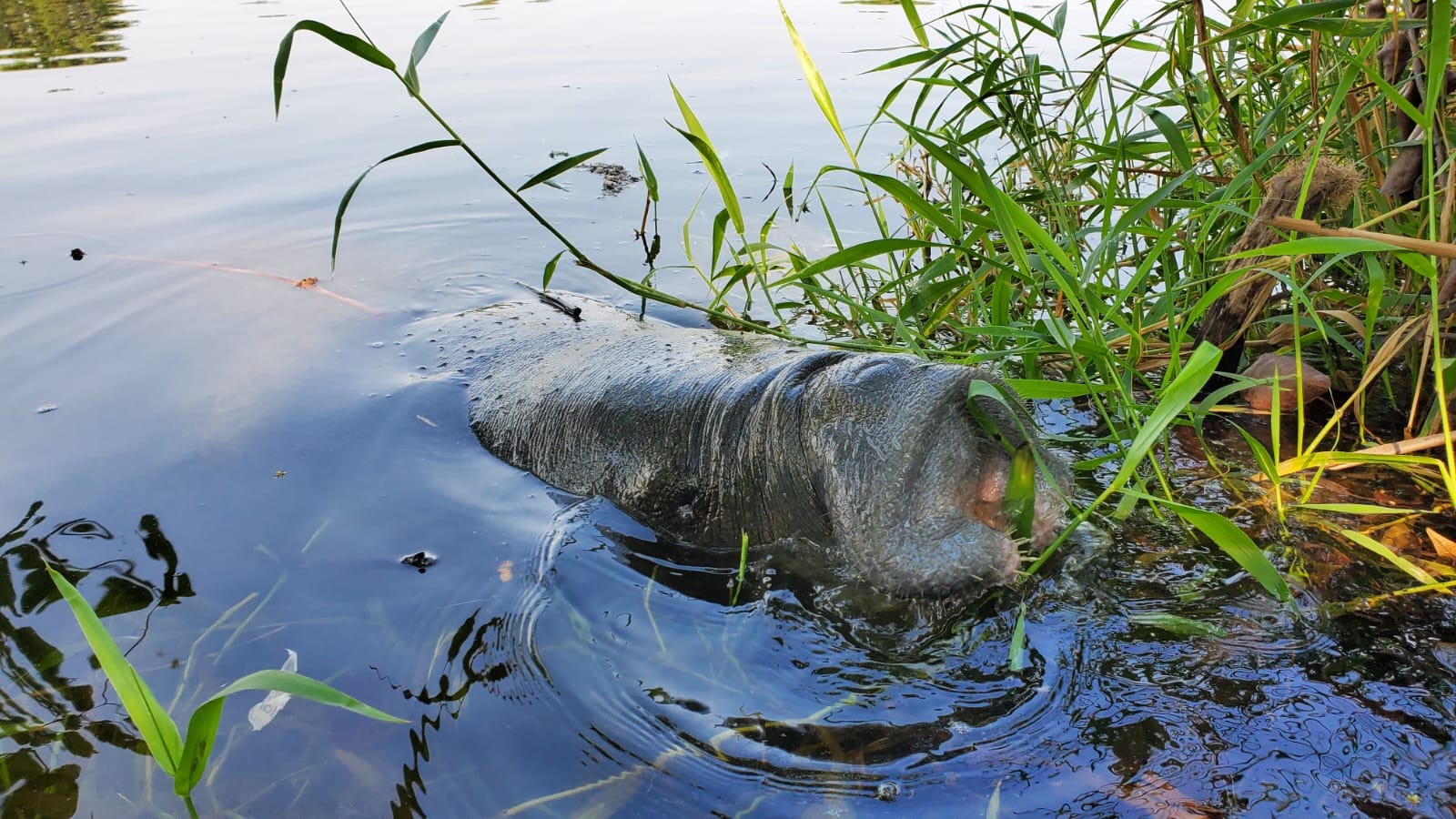 El Refugio de Vida Silvestre Cuero y Salado, en Honduras, es hogar de manatíes antillanos, una especie considerada en peligro de extinción. Foto: FUCSA