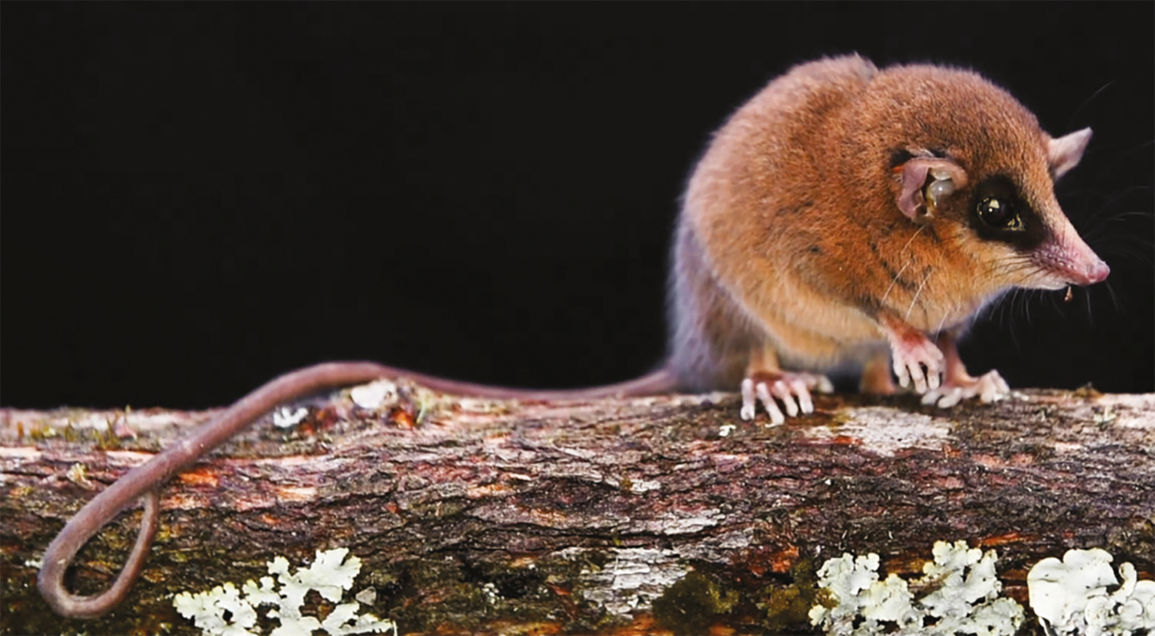 La Marmosa chachapoya es una nueva especie de marsupial para la ciencia. Foto: cortesía Silvia Pavan