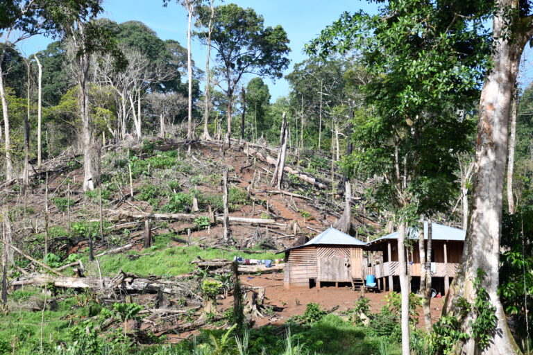 Casa ubicada en medio de árboles talados en refugio de Nicaragua