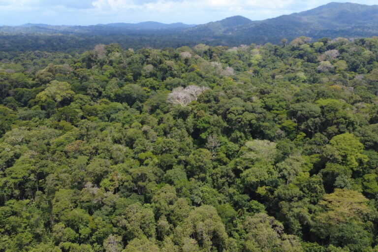 Imagen tomada desde dron sobre cobertura forestal del refugio de vida silvestre Río San Juan en Nicaragua