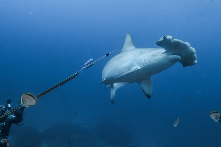 La tiburón martillo Alicia recorrió 1300 kilómetros desde Galápagos hasta las costas de Panamá, donde se estima que dio a luz.