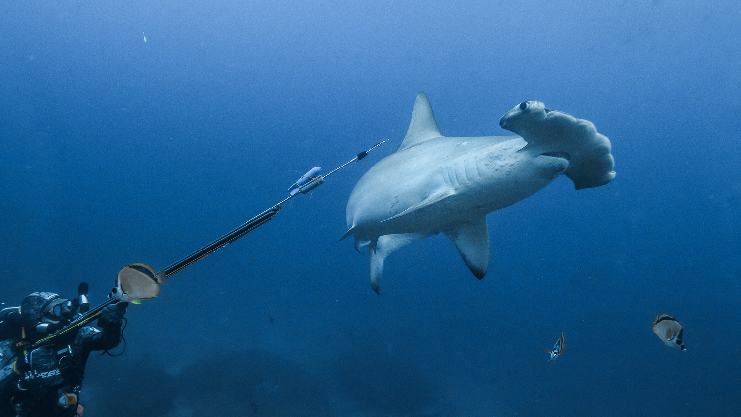 La tiburón martillo Alicia recorrió 1300 kilómetros desde Galápagos hasta las costas de Panamá, donde se estima que dio a luz.