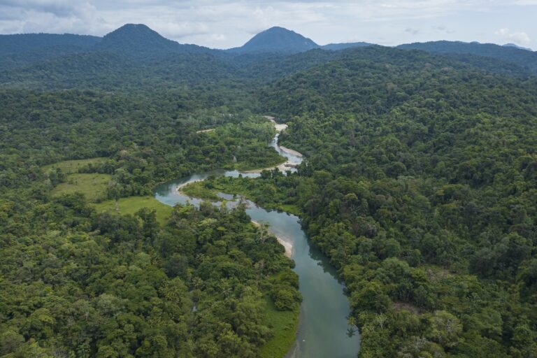 Bosques tropicales en Latinoamérica