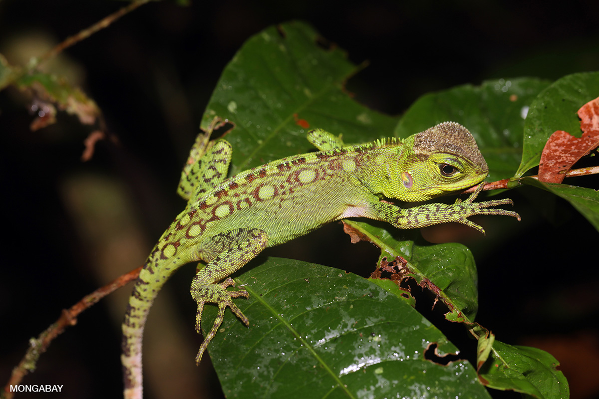 Estrategias contra la deforestación en la Panamazonía – Mongabay