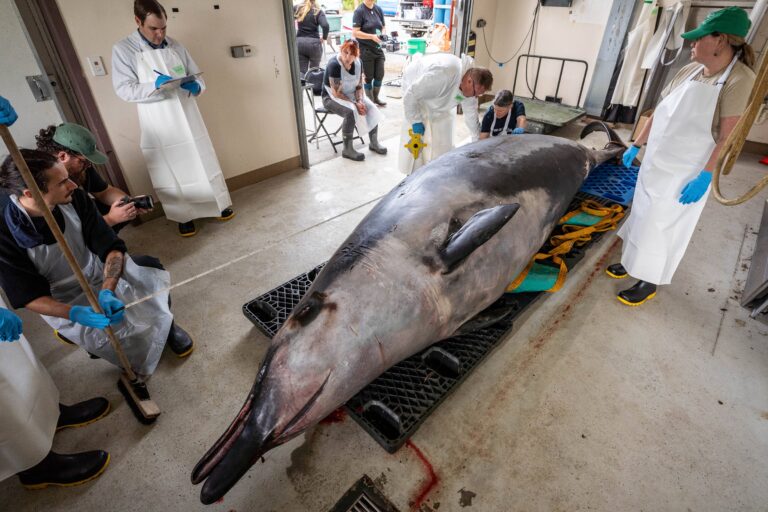 Los representantes y científicos de Te Rūnanga o Ōtākou miden la ballena de dientes de pala al comienzo de la disección. Foto: cortesía de Michael Hayward / Departamento de Conservación de Nueva Zelanda