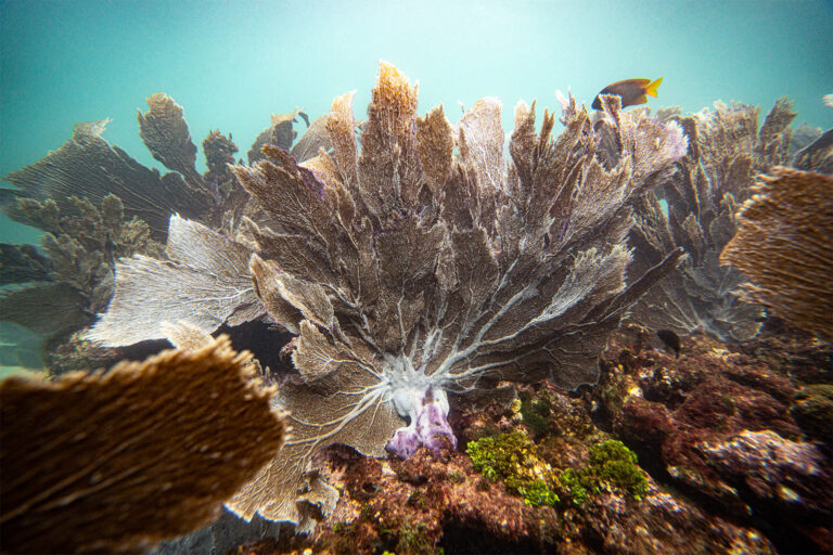 En el arrecife Cocalito, los corales de abanico de mar parcial o totalmente blanqueados (género Gorgonia) se dispersan entre los cuernos de alce extremadamente saludables. Foto: Fritz Pinnow para Mongabay