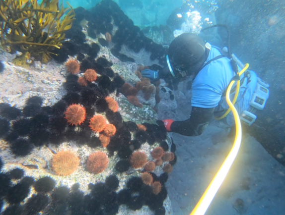 Investigan sobrepoblación de erizos negros en Caleta Quintay. Foto: cortesía CIMARQ