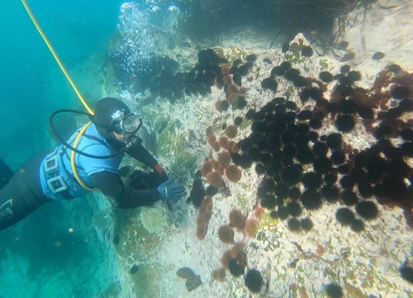 Sobrepoblación de erizos negros en Caleta Quintay. Foto: cortesía CIMARQ