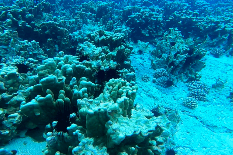 Erizos negros de púas largas en Rapa Nui. Foto: cortesía CIMARQ