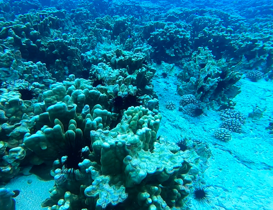 Erizos negros de púas largas en Rapa Nui. Foto: cortesía CIMARQ