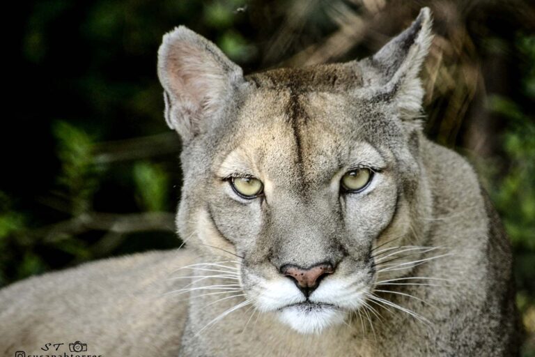 Argentina 1 Puma silvestre - Foto Susana Torres. Especial de Gatos Silvestres 2025