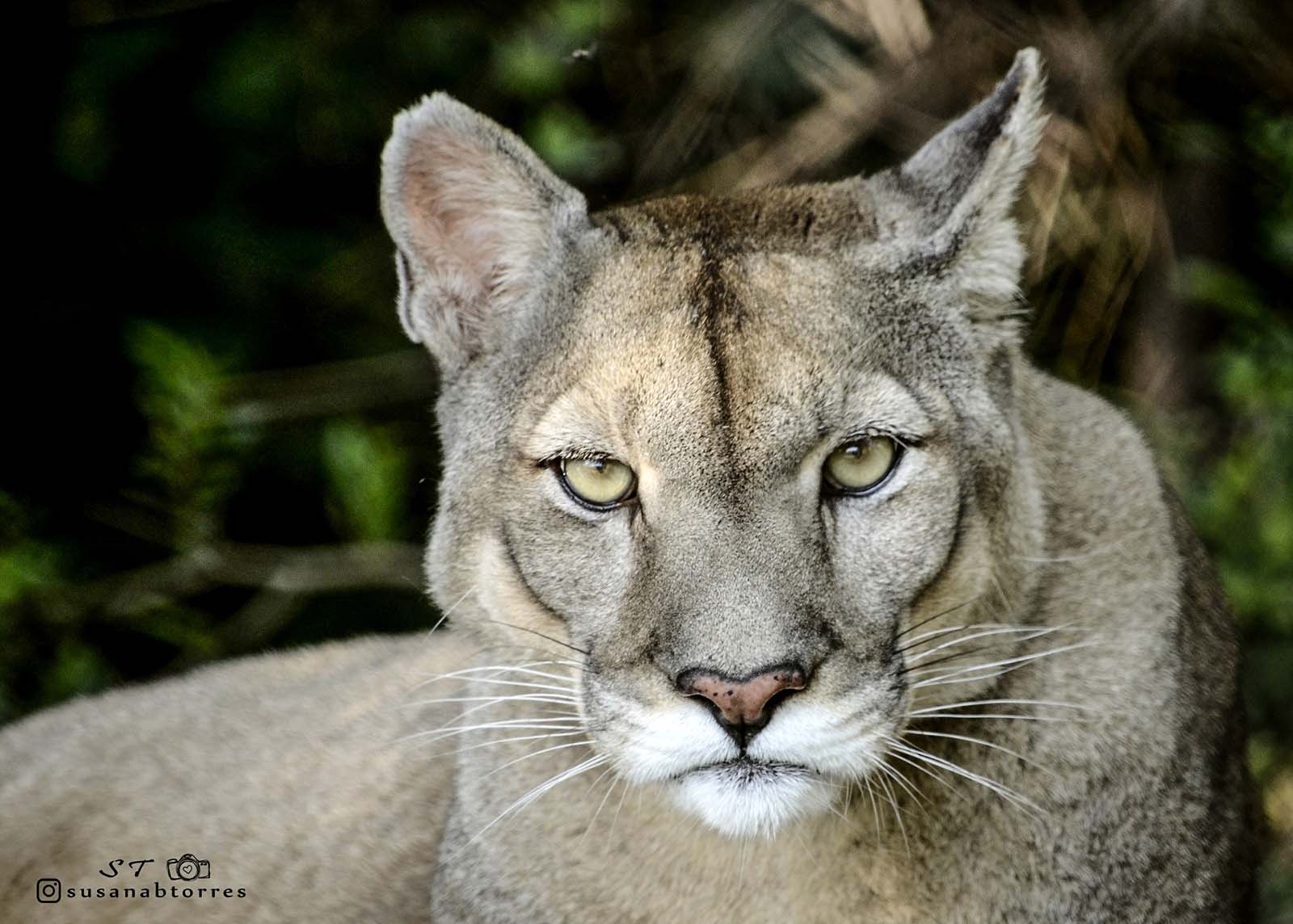 Argentina 1 Puma silvestre - Foto Susana Torres. Especial de Gatos Silvestres 2025