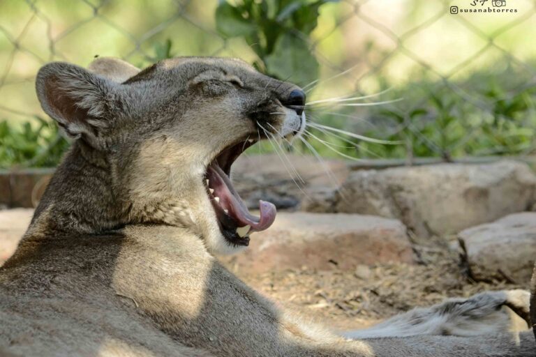 Argentina 4 Puma rescatado en Pumakahua - Foto Susana Torres