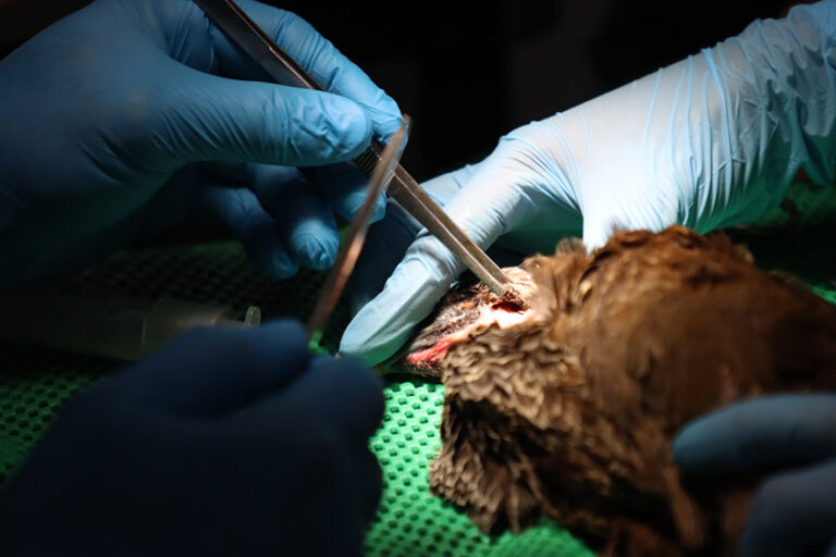 Colombia 5 - Delio Orjuela veterinarios guacharaca - Foto Santiago Wills