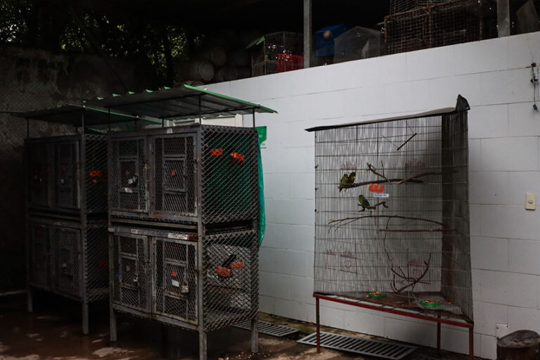 Colombia 6 - Jaulas de periquitos hogar de paso DAGMA - Foto Santiago Wills