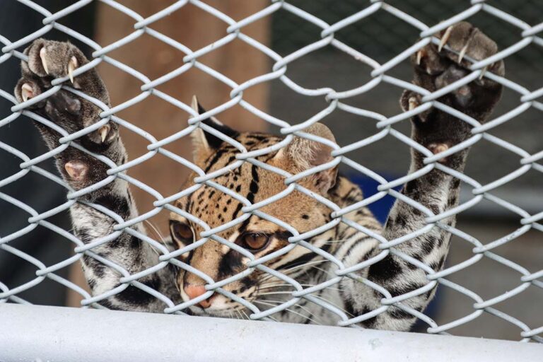 Colombia 7 - Barto hogar de paso - Foto Santiago Wills