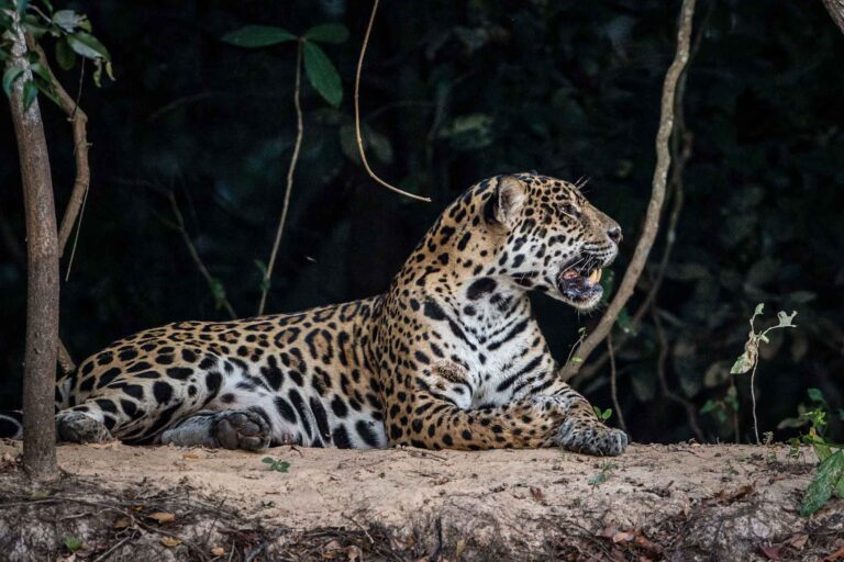 Brasil 1 - Jaguar Panthera onca en el Pantanal brasileño 2025 - Foto Gregoire Dubois