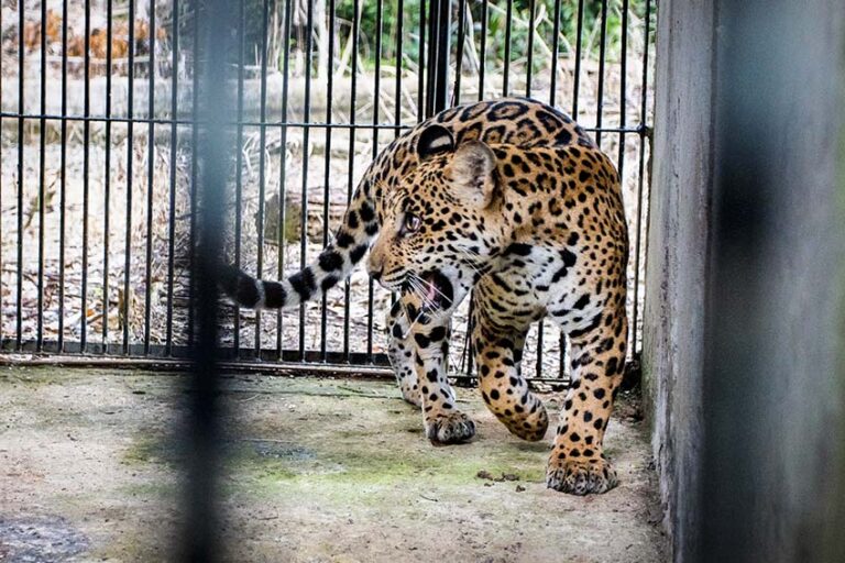 Brasil 2 - Xamã 2022 cuando fue capturado en Mato Grosso- Foto Noelly Castro - World Animal Protection