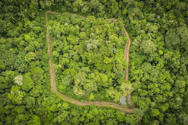Brasil 3 - Recinto en Pará donde vivió Xamã antes de ser reintroducido en la naturaleza - Foto cortesía Onçafari