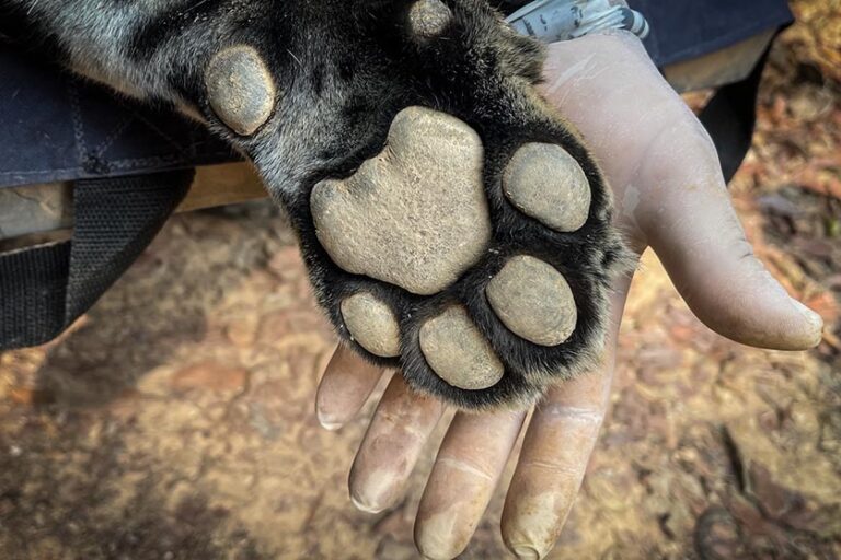 Brasil 4 - Pata de Xamã - Foto - Leonardo Sartorello - Onçafari