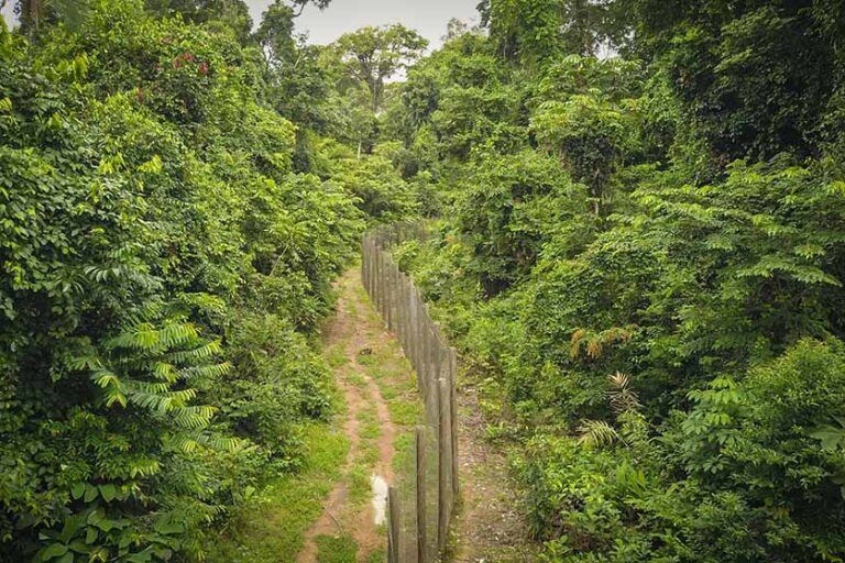 Brasil 5 - La reja del recinto donde se preparó Xamã para la reintroducción - Foto cortesía de Onçafari