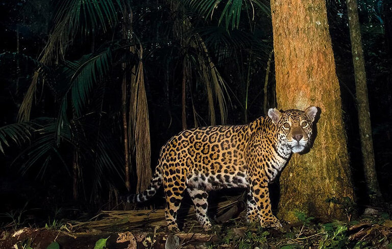Brasil 8 - Jaguar Parque Nacional do Iguaçu - Foto Emilio White - Onças do Iguaçu