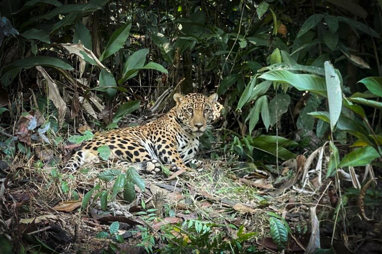 Brasil 9 - Xamã en 2024 ya reintroducido selva amazónica - Foto cortesía de Onçafari